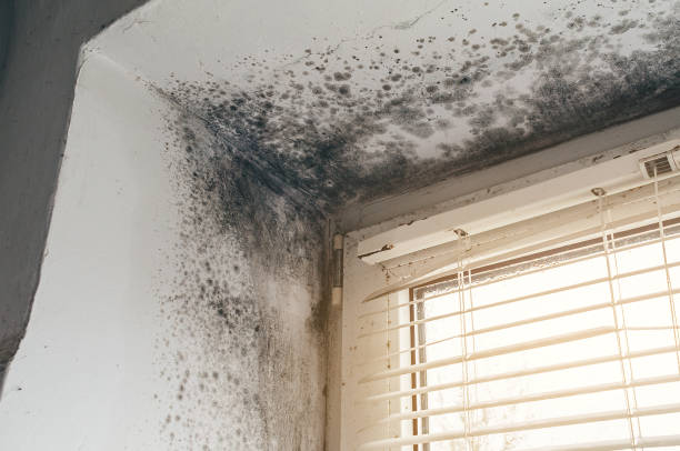 Trusted Mold Testing service in Mountlake Terrace, WA - Cheap Mold Removal